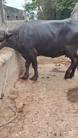 ભેંસ વેચવાની છે