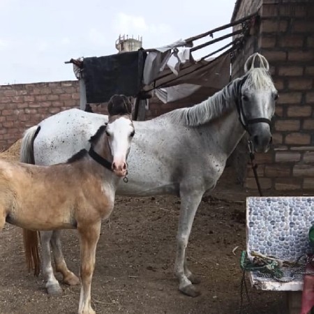 રોજી ઘોડી
