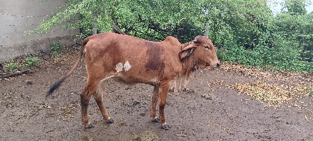 વેચવાની છે