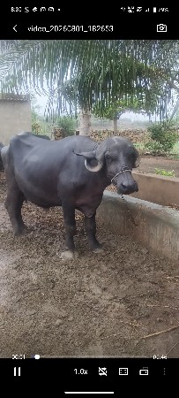 ભેંસ વેચવાની છે.