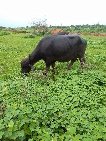 25 દિવસની છે