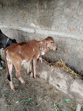 vasadi