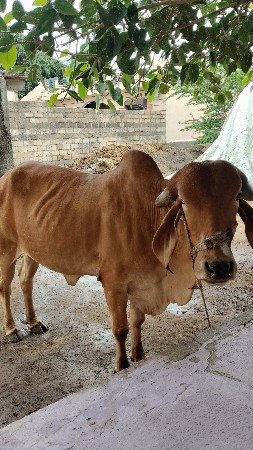 ગાય વેચવાની છે