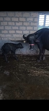 ભેસ