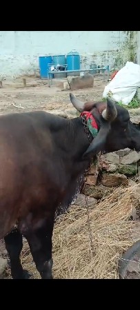 કોસ ગાય જર્સી કારી પેલા વેતર
