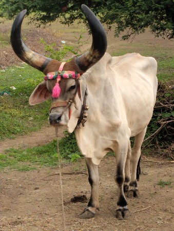 બળદ વેચવાના છે