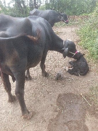 આજની વીયગલ નીચે પાડો