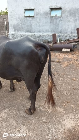 2 બીજું વેતર