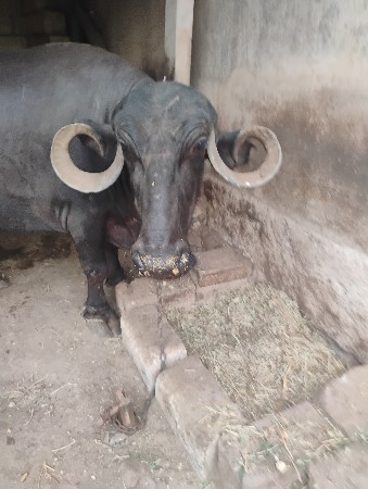 વેચવાની છે ભેશ