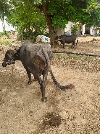 ભૈંસ બેચવાની છે.