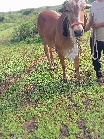 વેચવાની છે