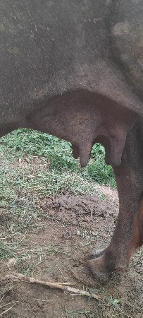 ભેસ વેસવા ની સે