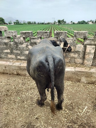 ભેંશ વેચવા ની છે