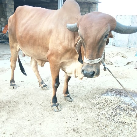 ઓરીજનલ ગીર ગાય