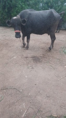 ભેસ વેસવાની છે