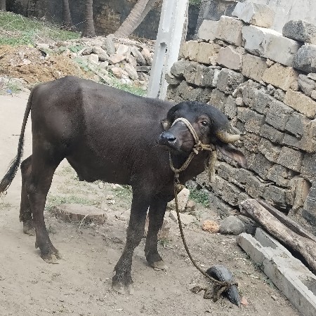પાડો વેચવાનું છે