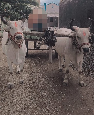 બળદ