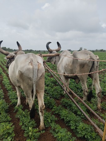 બળદ વેચવાના છે