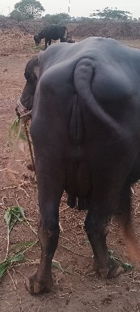 આ ભેંશ વેચવાની સે