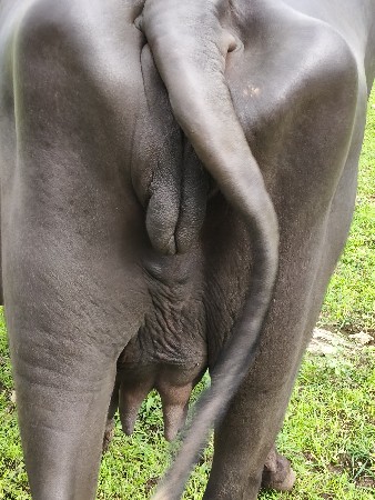 ભેંસ વેચવાની છે