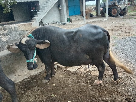 ભેંસ વેચવાની છે