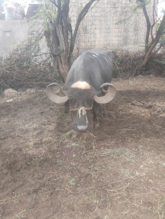 ભેશ વેચવાની છે