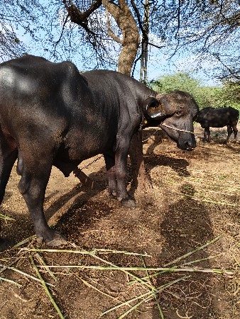 પાડો ‌જાફરાબાદ