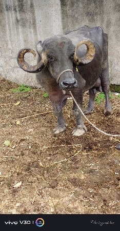 ભેંશ વેચવાની છે