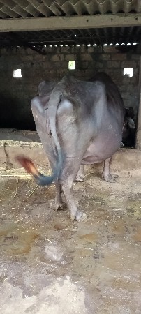 ભેંસ વેચવાની છે