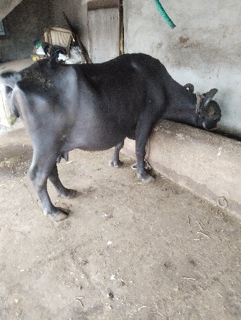 ભેંસ વેચવાની છે