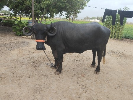 ખડેલી પહેલ વેતરી વેચવાની છે