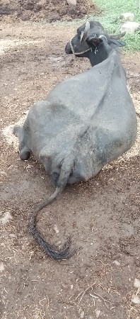 20 દિવસ ની કાચી છે