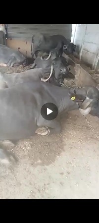 તબેલો વેચવા નો છે
