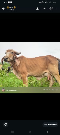 ગાય