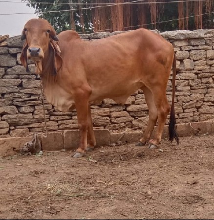 ગીર હૉડકી છે