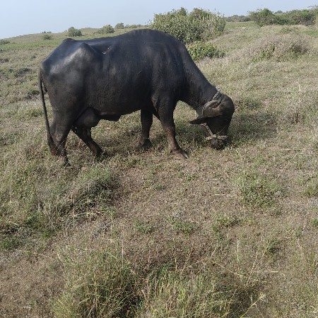 ભેંસ વેચવાની છે