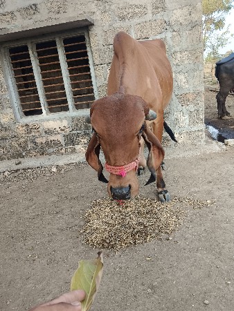 gir Hodki veshavani she