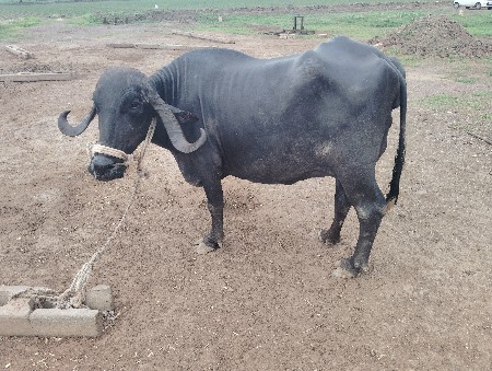 3  વેતર વીયાસે..