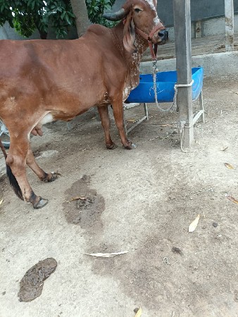 ગાય વેચવાની છે