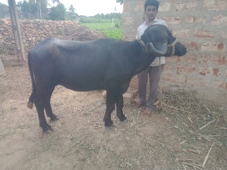 જાફરાબાદી ખડેલી