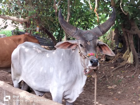 આ ગોધલા ની જોડ કરવાની છે