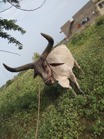 સાવ સોજો બધી જવાબદારી