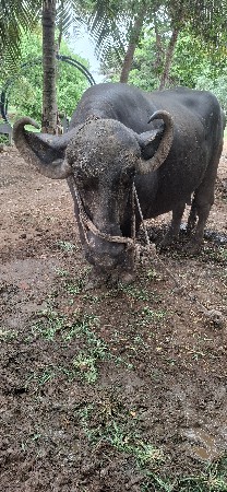 ત્રીજો  વેતર    વિયાહે