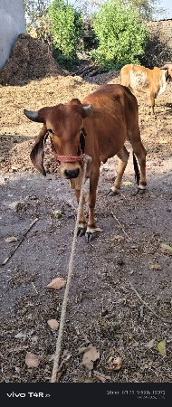 વાછડી