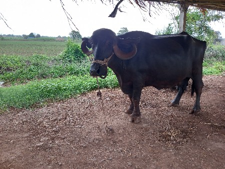 3  વેતર વીયીસે