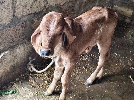 દેસી ગાય વેસવાની છે