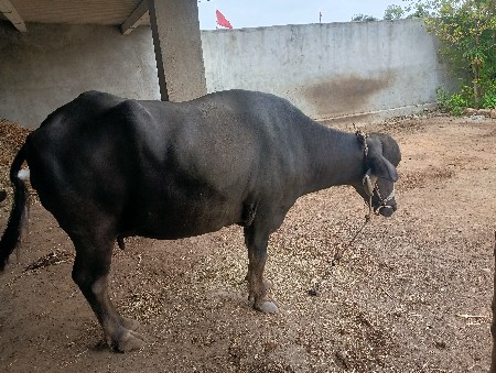 દિનેશ ગોજીયા