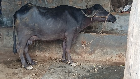 ભેશ વેચવાની છે