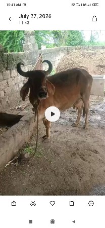 કુતિયાણા તાલુકો દેવડા ગામ