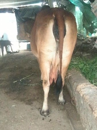 દેસી ગીર ગાય વેચવા ની છે